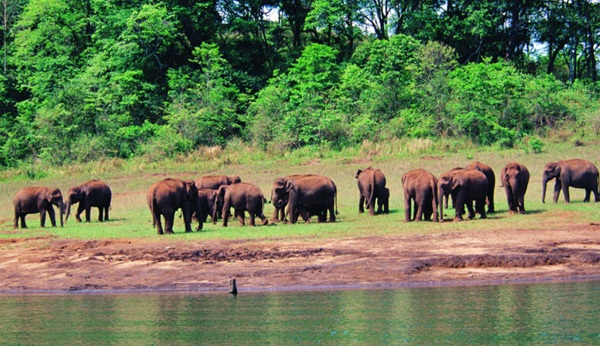 Thekkady, grand melia vacation