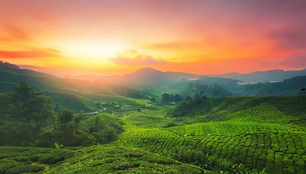 Munnar, grand melia vacation